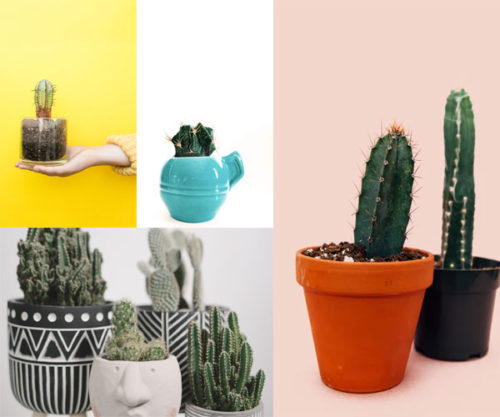 Mini cactus decorativos