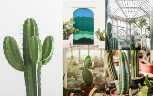 Cactus verdes decorativos