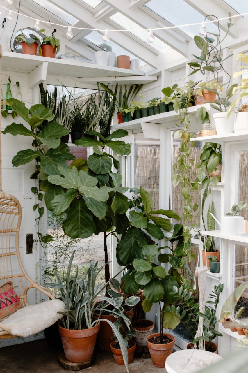 10 ideas de decoración con plantas