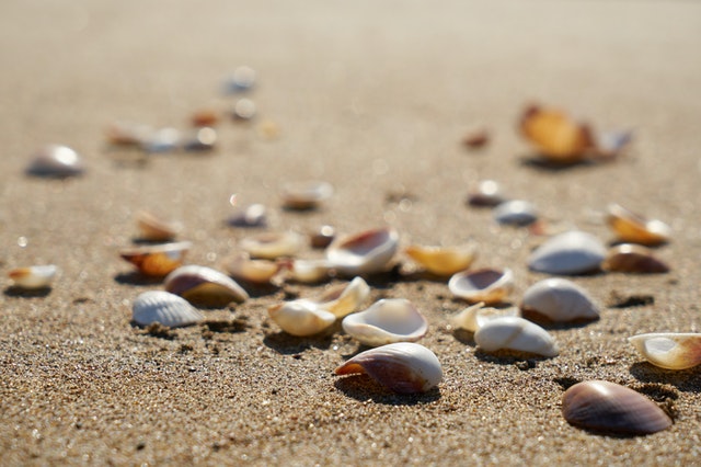 Chytaii Cuentas de Conchas Conchas de Mar Conchas Conchas en Espiral Exquisito y Hermoso Se Puede Utilizar para Decoración de Bricolaje para Manualidades Joyería Colgantes Decoración del Hogar 
